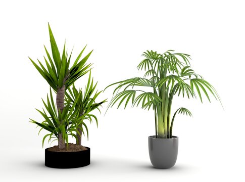 Realistic yucca palm and potted parlor palm isolated on a white background, ideal for interior design, home decor, office spaces, tropical styling, and botanical projects.