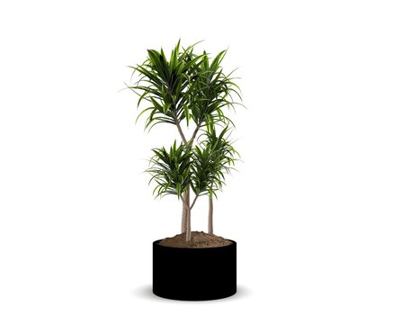 Realistic potted Dracaena plant isolated on a white background, ideal for interior design, home decor, office spaces, botanical projects, and architectural visualization.