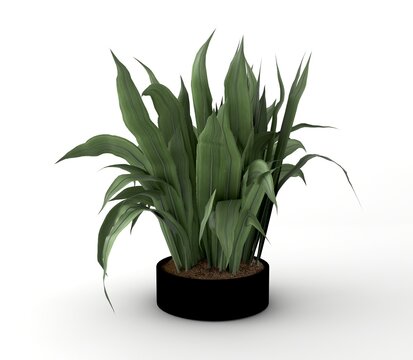 Potted Aspidistra plant isolated on a white background.