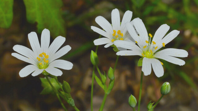 Flowers of Rabelera holostea, with the anthers at the tips of the pistils covered in pollen, in early spring.