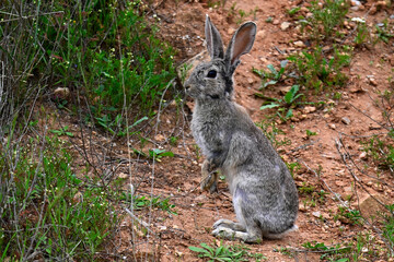Wildkaninchen // European rabbit, coney (Oryctolagus cuniculus) - Andalusien, Spanien © bennytrapp