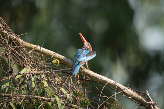 White-throated Kingfisher (Halcyon smyrnensis) tossing water droplets from its beak on a tree branch in Tra Su Cajuput Forest, Vietnam. Vivid nature stock photo.
