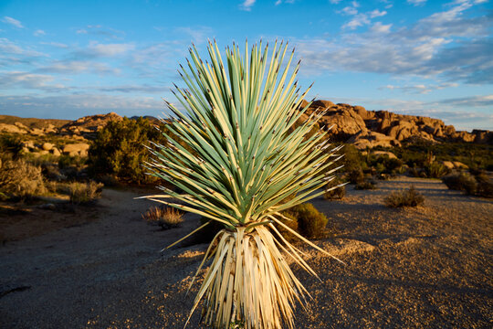 Yucca found in Joshua Tree National Park