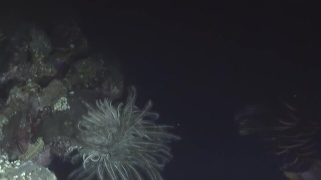 Camera captures delicate feather-like creatures swaying on rocky deep ocean floor. This mesmerizing display unfolds in perpetual darkness of abyssal zone, showcasing vibrant nocturnal marine life.