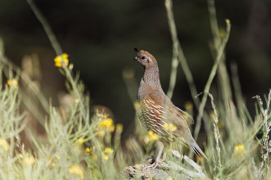 Quail in Sagebrush