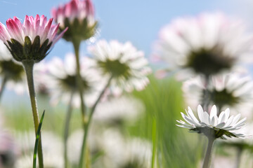 Common daisies in spring meadow with soft blue sky bokeh © Vjom