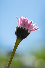 Pink tipped common daisy bud against blue sky © Vjom