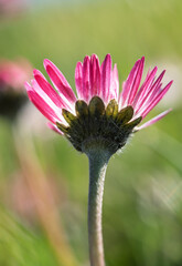 Pink Bellis perennis Daisy from Below in Soft Meadow Light © Vjom
