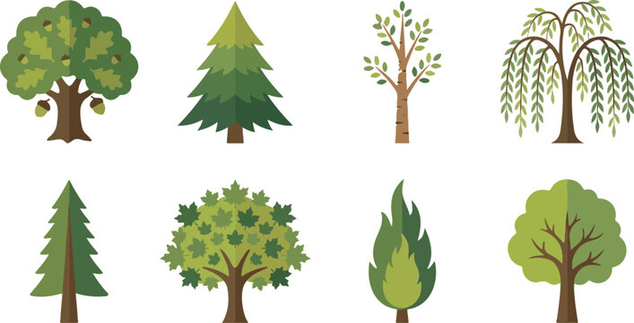 Tree vector illustration set featuring oak, pine, birch, willow, and other nature species in flat design style