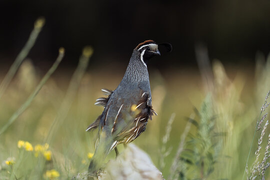 California Quail in Grass