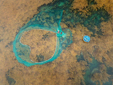 Fishing net on Sargassum seaweed coast in Nhon Hai Quy Nhon