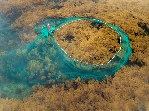 Fisherman casting net over seaweed beds in Nhon Hai, Quy Nhon