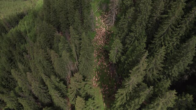 Aerial view of a shepherd leading a flock of sheep through a mountain forest in the Carpathian Mountains
