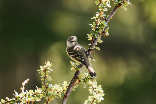 White-crested Elaenia (Chilean)