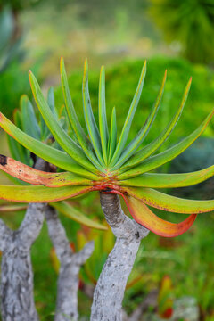 Fan Aloe