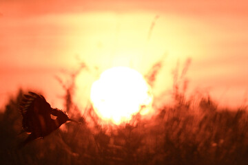 Silhouette of a hoopoe flying low over tall grass against the large setting sun © Botond