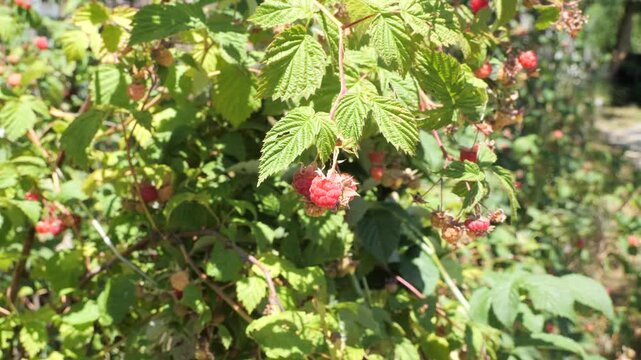 Ripe red raspberries growing on leafy canes in sunlit garden, showcasing fresh summer harvest, natural cultivation and organic fruit ready for picking