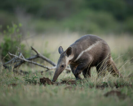 Giant anteater foraging in a grassy field mammal animal