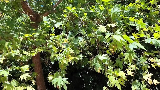 Oriental plane: a species of deciduous tree in the family Platanaceae, its botanical name is Platanus orientalis.
