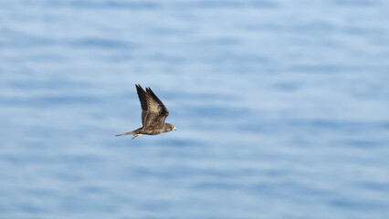 Naklejka premium Eleonora's falcon Falco eleonorae gliding low in flight over the blue sea in Limassol Cyprus