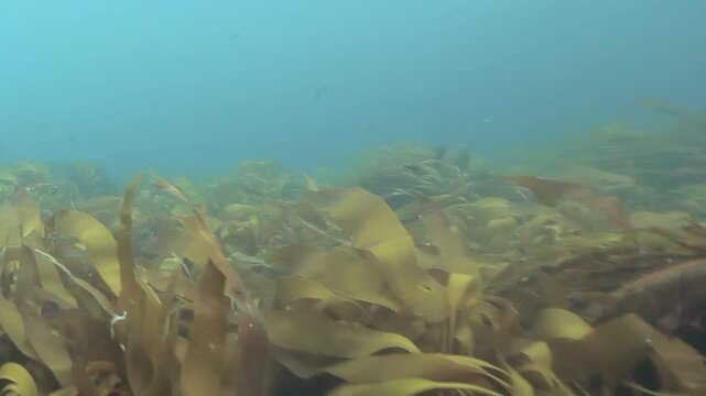 Kelp forest bathed in sunlight moves fluidly. The kelp appears vibrant brown and green, moving with the ebb and flow of the ocean current in Monterey Bay.