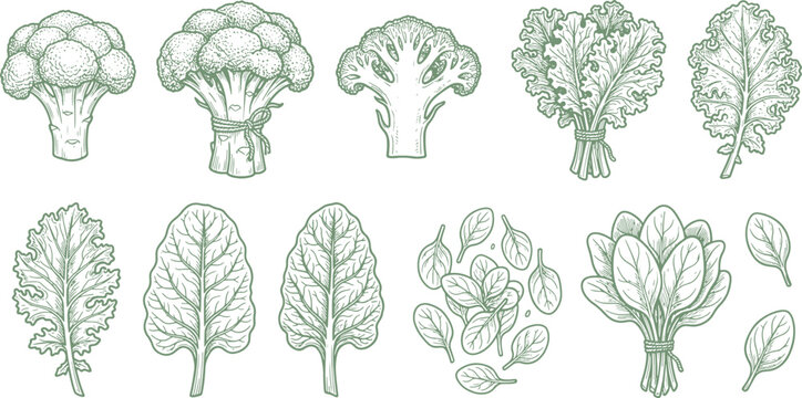 Set of hand-drawn green vegetables illustration including broccoli kale spinach and chard leaves sketch style with broccoli vegetables nutrition botanical illustration agriculture