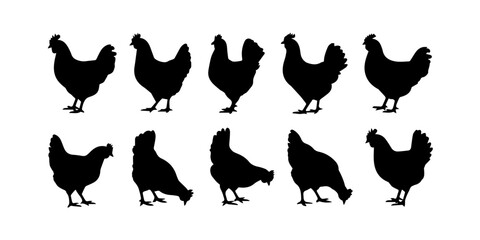Silhouettes of chickens and roosters, Chicken hen and rooster farm poultry breeds black silhouette vector icon set isolated on white background, Collection of chicken silhouettes in different poses is © IsratJahan