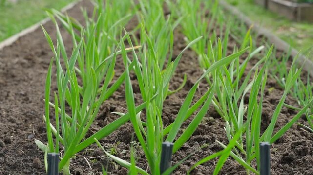 Young green garlic sprouts growing in rows in garden bed close-up 