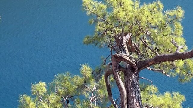 Observe a magnificent Fethiye pine its gnarled trunk and verdant canopy framing the sparkling turquoise sea below. This beautiful coastal view captures Turkey's natural splendor on a bright day.