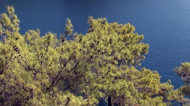 Lush pine trees with abundant cones frame majestic view in Fethiye, Turkey. Sunlight dances on tranquil deep blue sea below, contrasting beautifully with clear sky. Serene natural panorama unfolds.