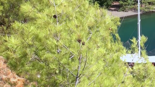 Sunlit emerald pines with their distinctive cones paint a vivid foreground. Below, the calm, blue-green waters of Fethiye, Turkey, gently host a graceful sailboat, its mast piercing the clear sky.