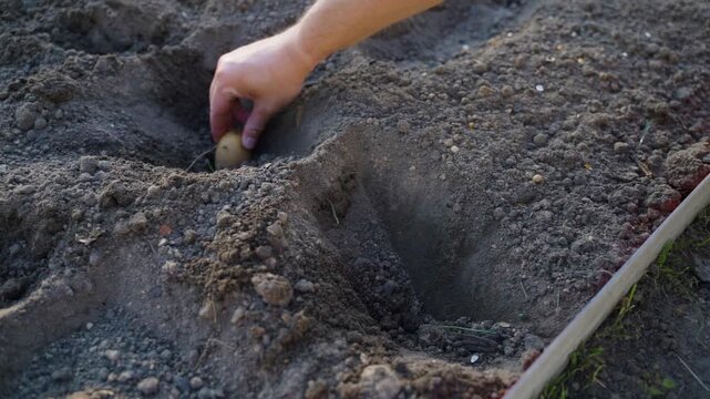 Hand placing seed potato into hole in garden soil close-up 