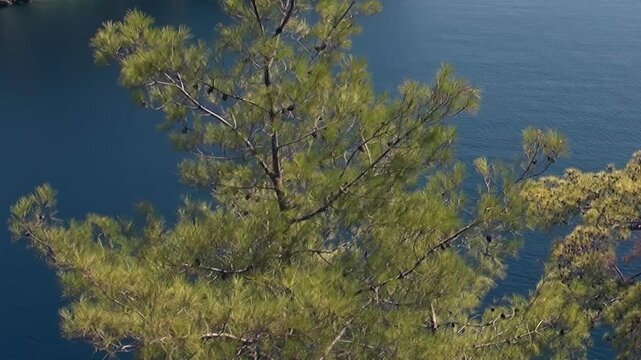 A vibrant pine tree reaches towards the tranquil Oludeniz Bay in Turkey. Its green needles and small cones contrast beautifully with the deep blue waters.