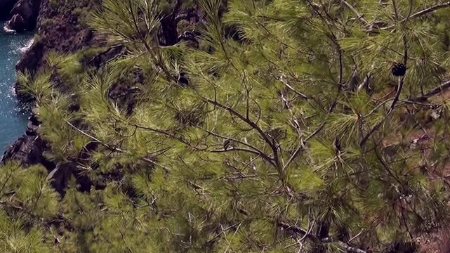 Lush pine branches, adorned with cones, create a verdant carpet along Oludeniz Bay, Turkey. Glimmers of the brilliant turquoise sea peek through, revealing dark rocky cliffs.