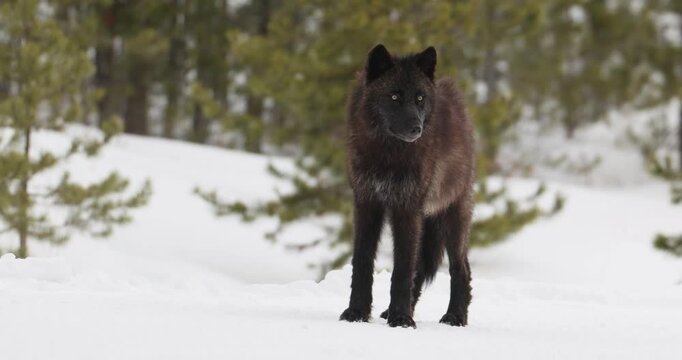 Gray Wolf, dark morph, Black Wolf, taken in Yellowstone National Park