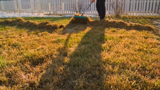 Raking dry grass from lawn with fan rake at sunset spring cleaning 