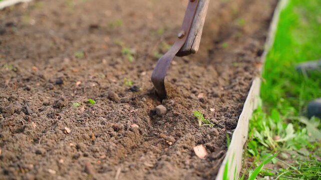 Making rows in garden bed with hand cultivator for seed planting 