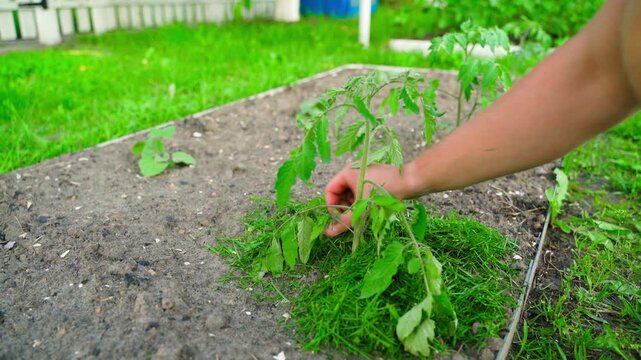 Man mulching tomato seedling with freshly cut grass in garden bed close-up 