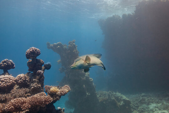 Beautiful humphead wrasse napoleon wrasse swimming near coral reef underwater