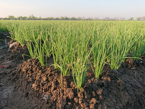Healthy Shallot (Allium cepa var. aggregatum) Plants Growing in Fertile Agricultural Field
