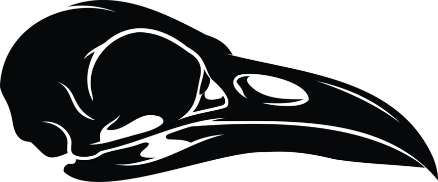 Black crow skull silhouette on white background, crow head bird skull black silhouette