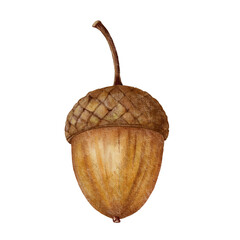 Acorn with a curved stem. Vintage watercolor hand-painted fairytale autumn element for nursery decor, story illustrations and seasonal harvest themed projects. © Marina Morenova