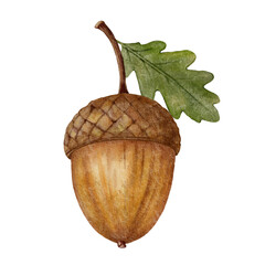 Acorn with a green oak leaf on a stem. Vintage watercolor hand-painted fairytale autumn element for nursery decor, story illustrations and seasonal harvest projects. © Marina Morenova