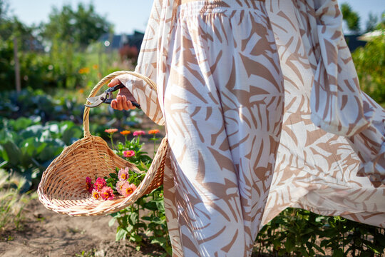 Woman picking zinnia flowers using handwoven gathering basket and pruner in summer garden. Gardener wearing stylish robe