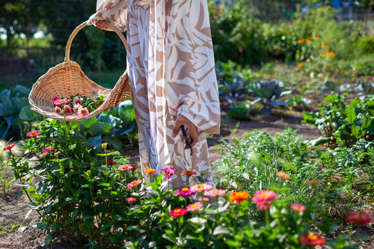 Woman picking zinnia flowers using handwoven gathering basket and pruner in summer garden. Gardener wearing stylish robe