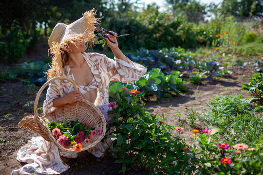Woman picks zinnia flowers using gathering basket and pruner in summer garden. Gardener smells blooms wearing stylish straw hat