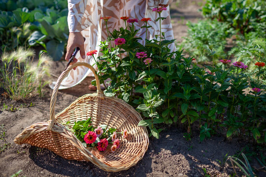 Woman picking zinnia flowers using handwoven gathering basket and pruner in summer garden. Gardener wearing stylish robe