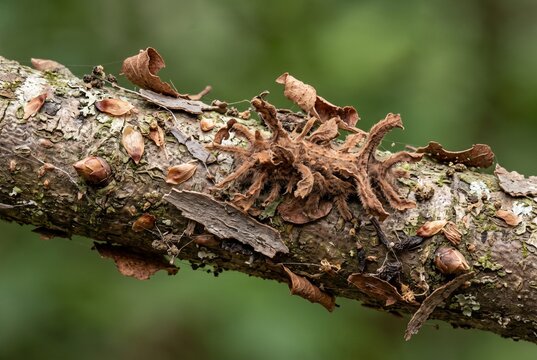 Monkey slug caterpillar perfectly camouflaged on a branch with dried leaves