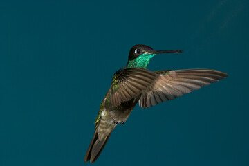 Fototapeta premium Rivoli's Hummingbird flying