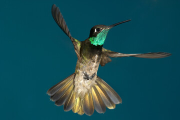 Fototapeta premium Rivoli's Hummingbird flying